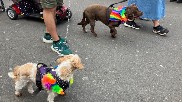 Two dogs walking in the parade