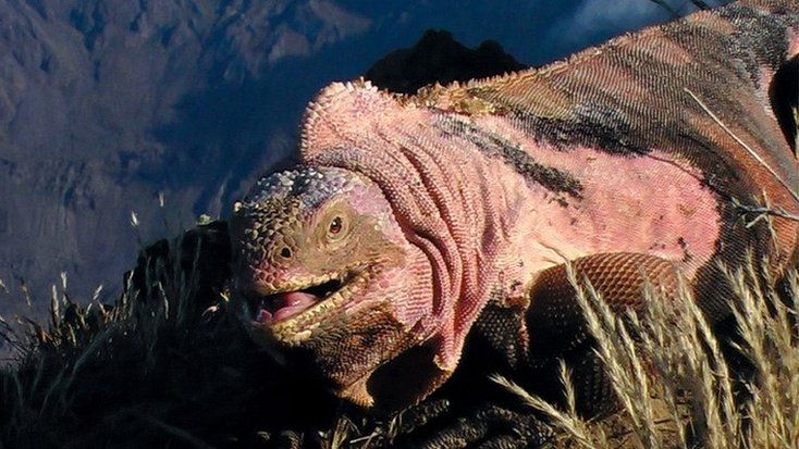 Undated handout photo of an adult male pink iguana on the rim of the Volcan Wolf crater, Isabela Island, in the Galapagos.