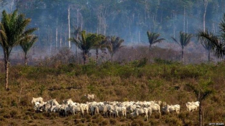 Ganado en la Amazonia