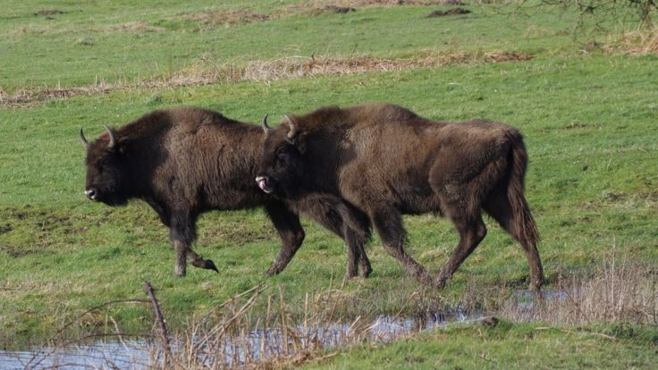Ancient steppe bison once roamed Britain