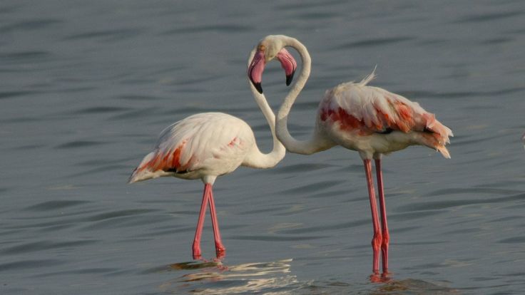 பிளமிங்கோ.