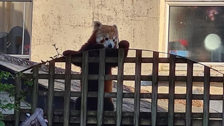 Red Panda