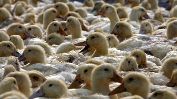 Ducks at a poultry wholesale market February 26, 2006 in Nanjing, Jiangsu Province, China