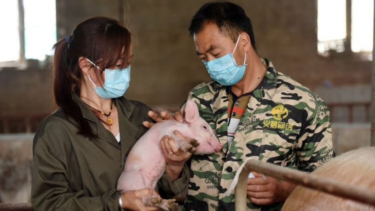 Новый вирус может передаваться от свиней к человеку