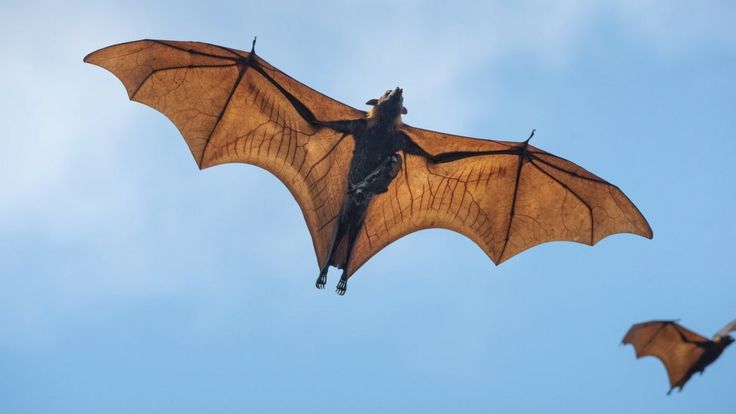 கொரோனா வைரஸ் எந்த விலங்கிடமிருந்து பரவியது? துப்பறியும் கதை போல நீளும் ஆய்வு