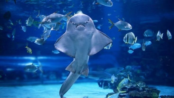 'அழிவின் விளிம்பில்' உலகின் விந்தையான சுறாக்கள் - அதிர்ச்சியளிக்கும் காரணம்