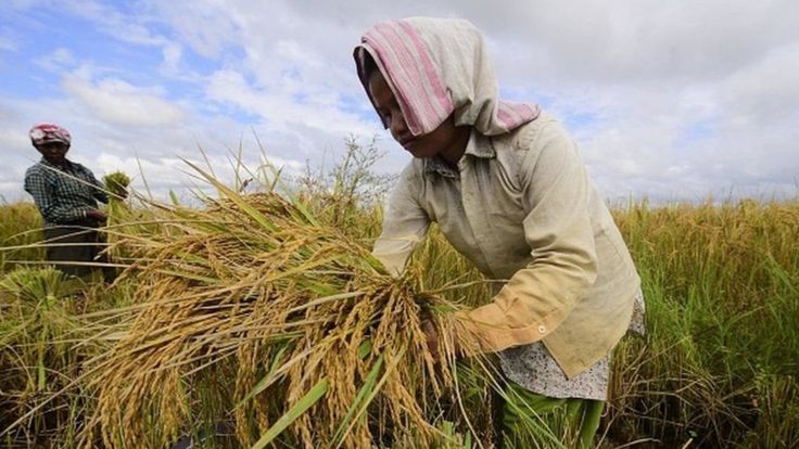 coronavirus lockdown cause food shortages in India