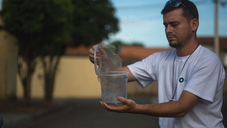 Биолог из Бразилии выпускает Oxitec для борьбы со вспышкой вируса Зика