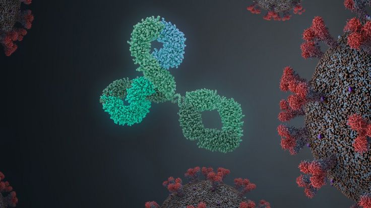 Антитела атакуют вирус, иллюстрация