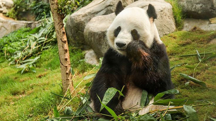 potret Le Le si panda jantan