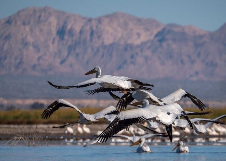 Chim bồ nông trắng bay qua vùng Salton Sea, ngay bên trên vết gãy San Andreas, gần Calipatria, California vào tháng 1, 2019.