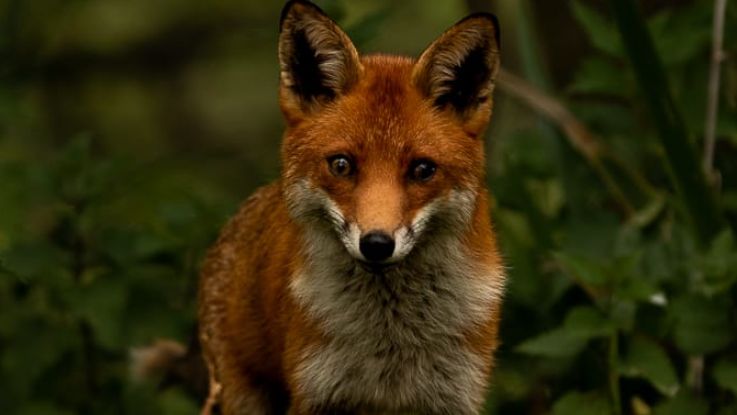 A fox staring down the lens of a camera with foliage in the background. 