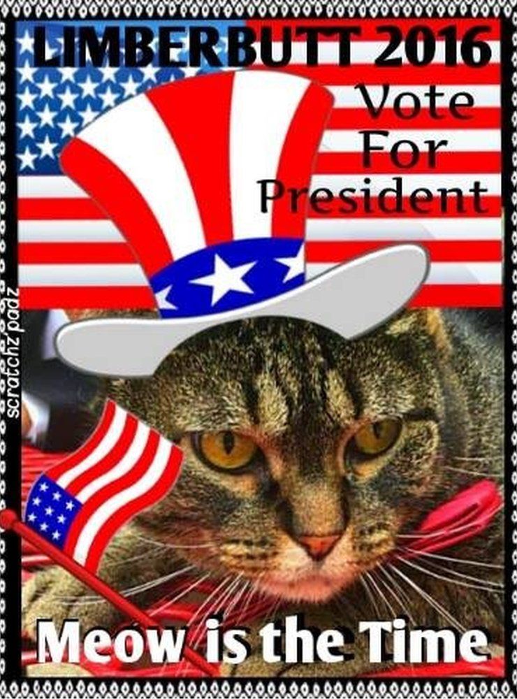 Campaign poster for cat running for US Democratic nomination, Limberbutt McCubbins - 16 December 2016