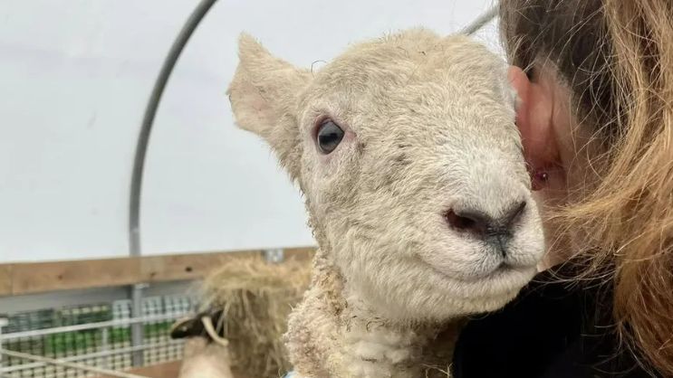 A general image of a lamb at Baylham House Farm 