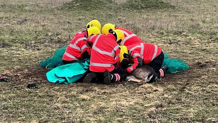Firefighters working to rescue a deer stuck in nettingeshire