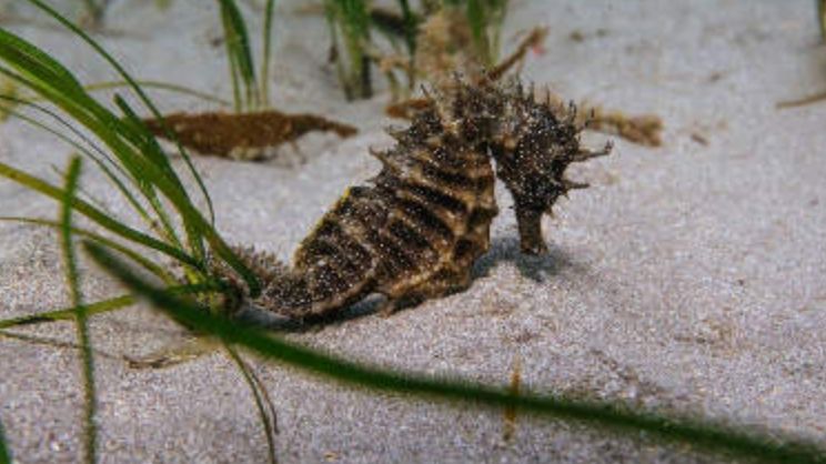 A long-snouted seahorse on the sea floor