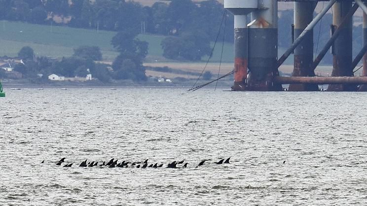 Dolphins in Cromarty Firth