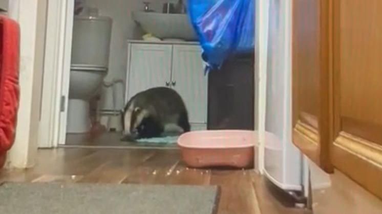 Badger in a bathroom 
