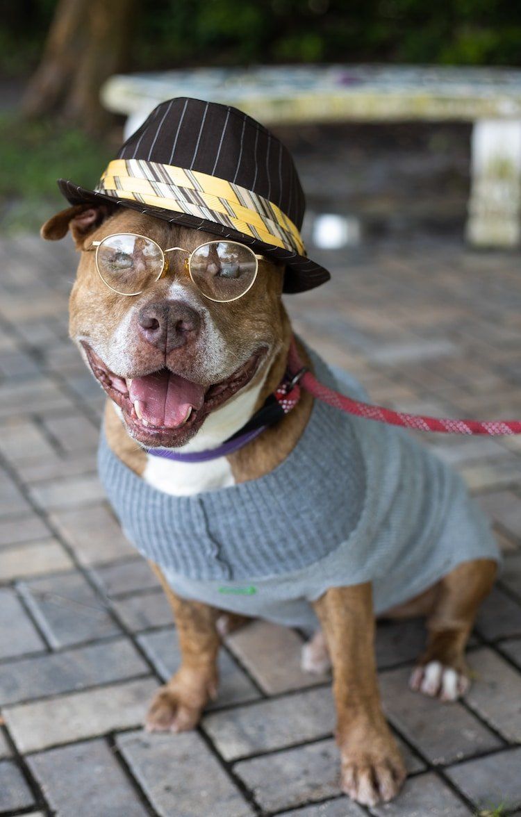 Humane society dog store jacket