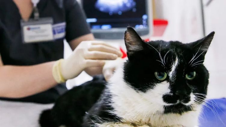 A cat being treated at the vets