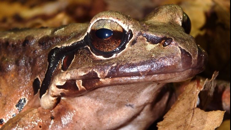 Mountain chicken frog