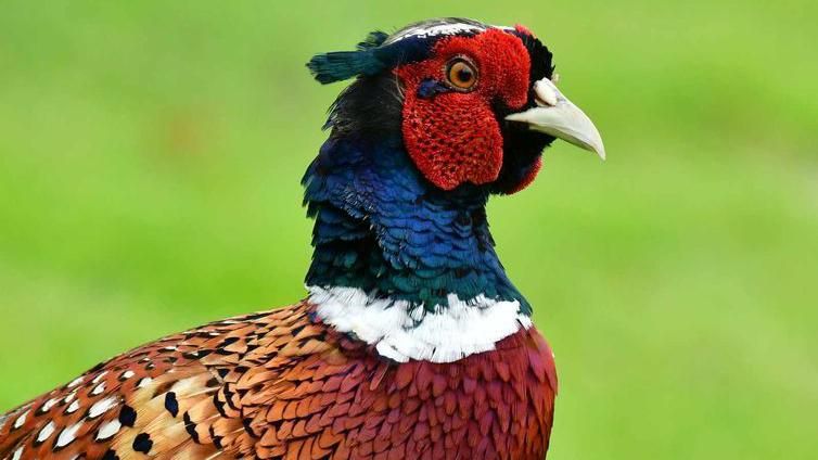 A pheasant bird 