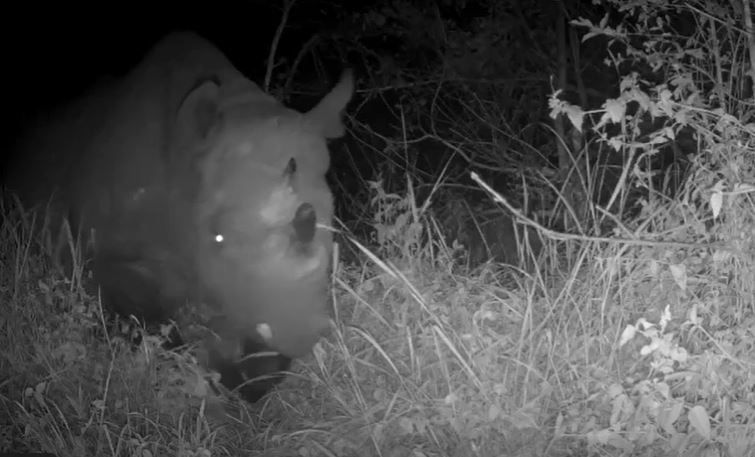 Camera trap still of Olmoti in Rwanda, with her calf close behind