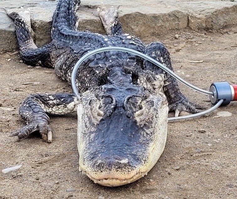 The captured alligator