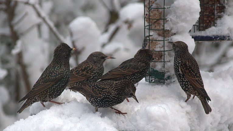 Starlings feeding in the snow, Kent