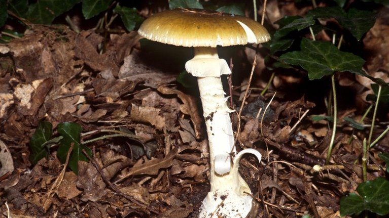 Toxic mushroom