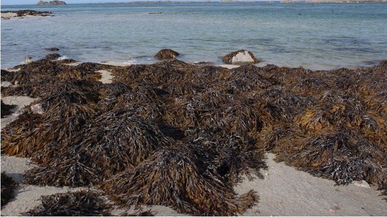 Seaweed on the Jersey coast