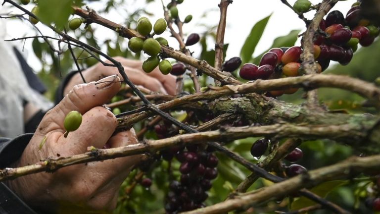 cosecha de cafe en colombia