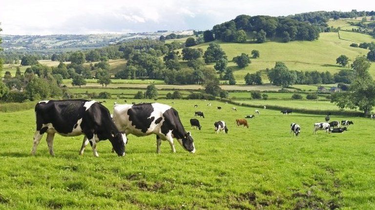 Herd of cows in Derbyshire