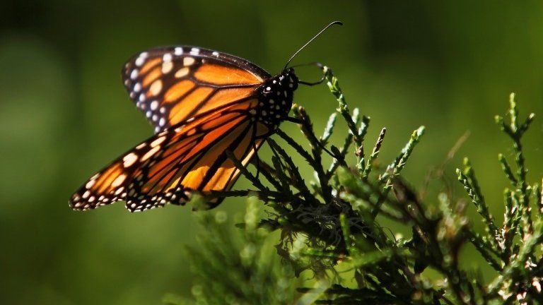 A monarch butterfly clings to a plant at the Monarch Grove Sanctuary in Pacific Grove, California, U.S., December 30, 2014