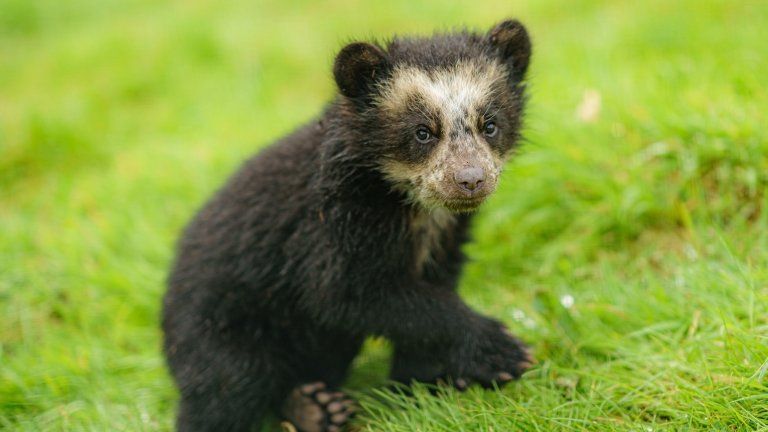 A four-month-old Spectacled bear cub (one of a twin pair) begins to come out and play in their enclosure at Noah"s Ark Zoo Farm in Somerset,