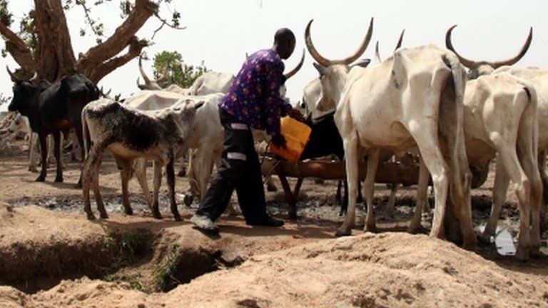 A Fulani herdsman waters his cattle on a dusty plain in May 2015.