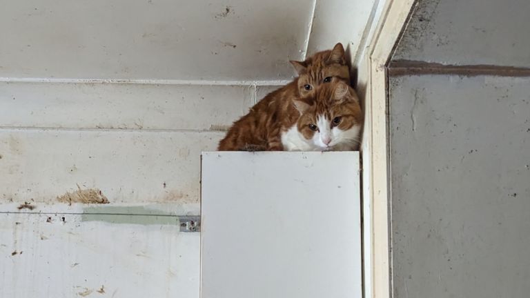 Two ginger cats on top of a unit in a dirty room