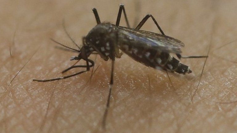 A female Aedes aegypti mosquito