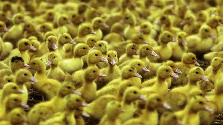 Ducks being raised for Foie Gras production
