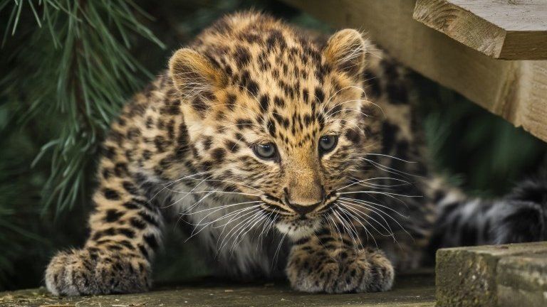 Amur leopard cub