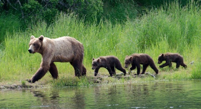An Alaskan brown bear mother takes her cubs for a walk in Katmai National Park.