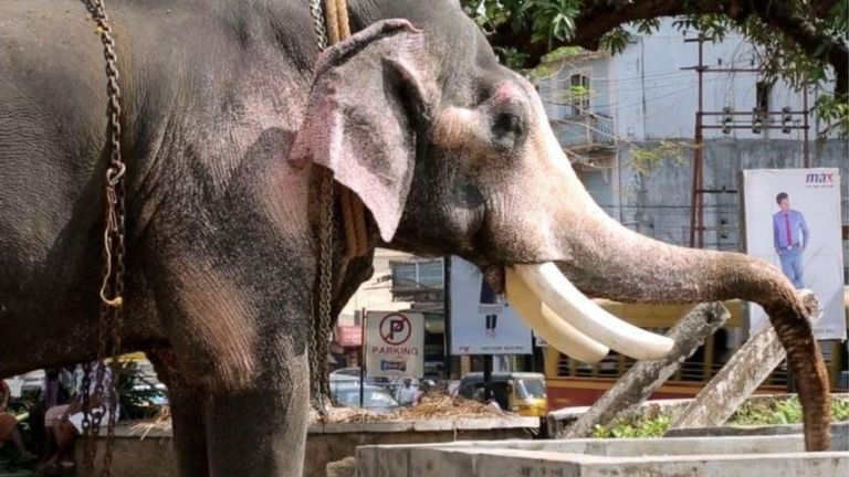 Слон с парализованным хоботом пытается пить воду