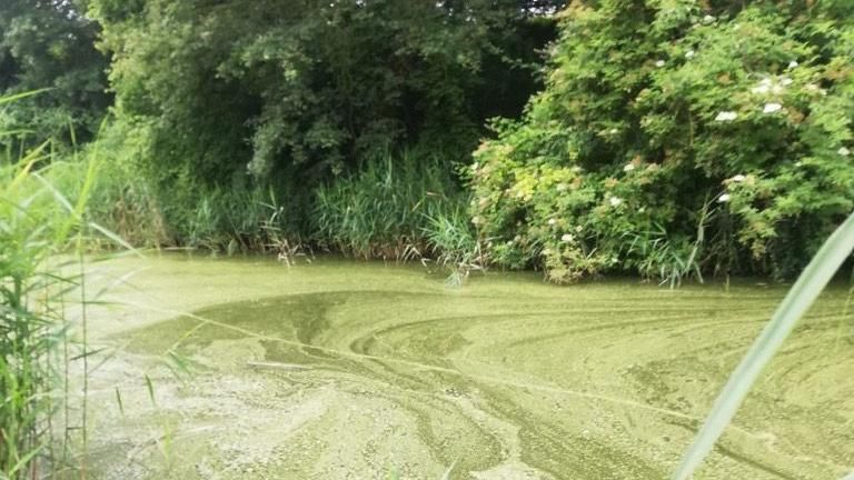 Algae in a river