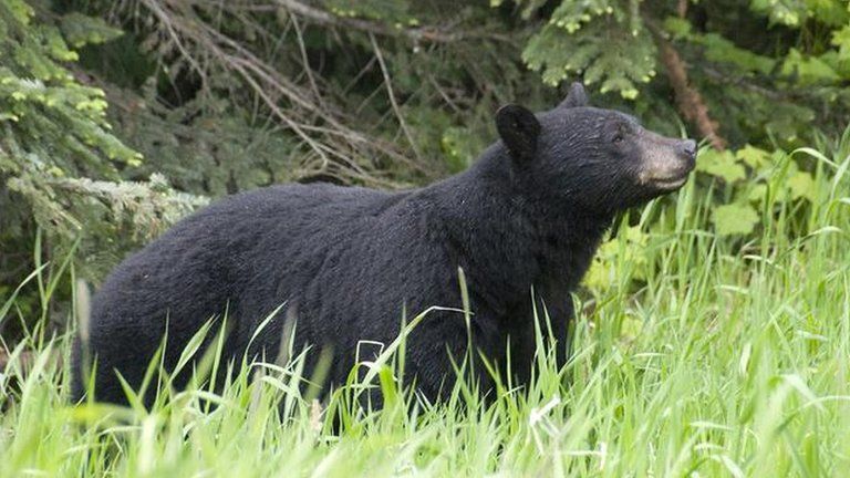 Black bears, like this one in British Columbia, rarely attack humans