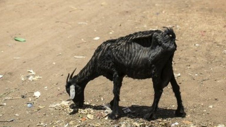 File photo of black goat