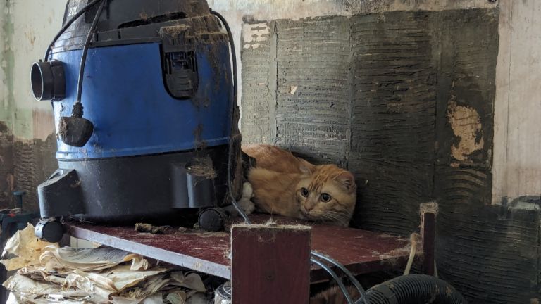 A cat hiding behind an industrial hoover on a table in a very dirty home