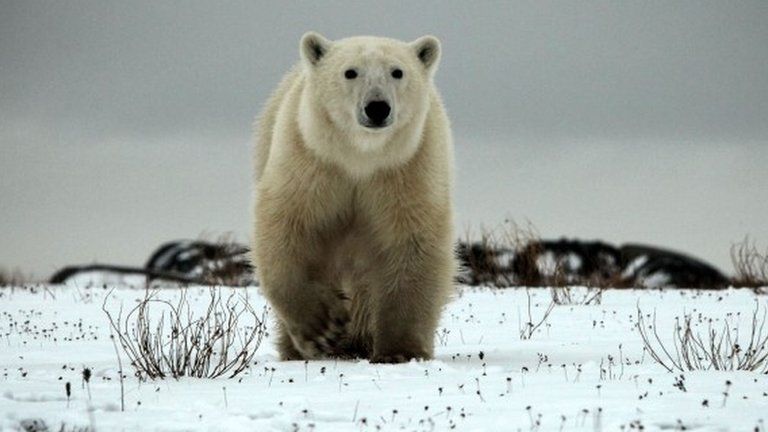 A polar bear