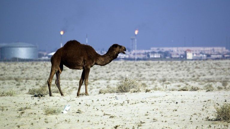 A camel in desert of Samawa, 14 December 2015