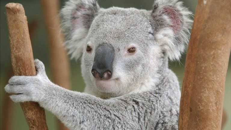 Koala at Taronga Zoo, Sydney