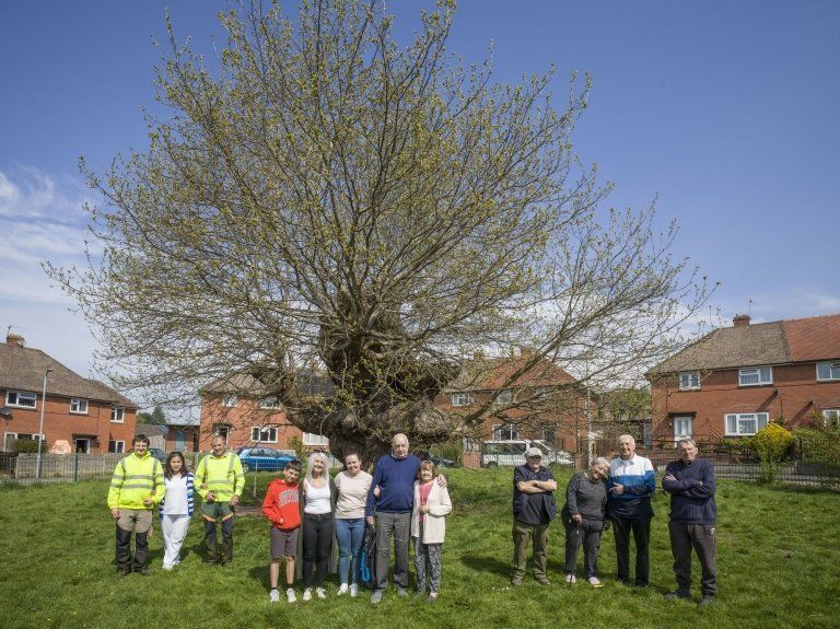 In Wales, the Wyesham Oak takes centre stage on a road bearing its name, Oak Crescent, where residents past and present take pride in their connection to the 1,000-year-old tree which has stood the test of time and development.
